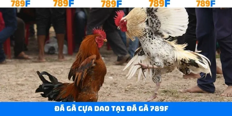 Đá gà 789F cựa dao gay cấn hấp dẫn Đá gà 789F cựa dao gay cấn hấp dẫn