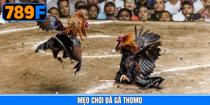 Mẹo Chơi Đá Gà Thomo - Dễ Áp Dụng, Nâng Cao Cơ Hội Thắng