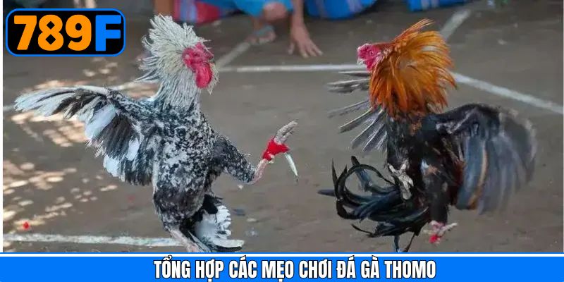 Tổng hợp những mẹo chơi đá gà Thomo khi tham gia cá cược